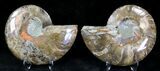 Polished Ammonite Pair - Million Years #21268-1